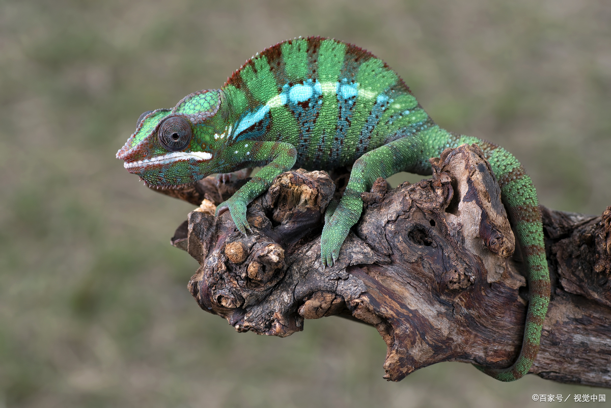 蜥蜴是一种爬行动物,属于有鳞目