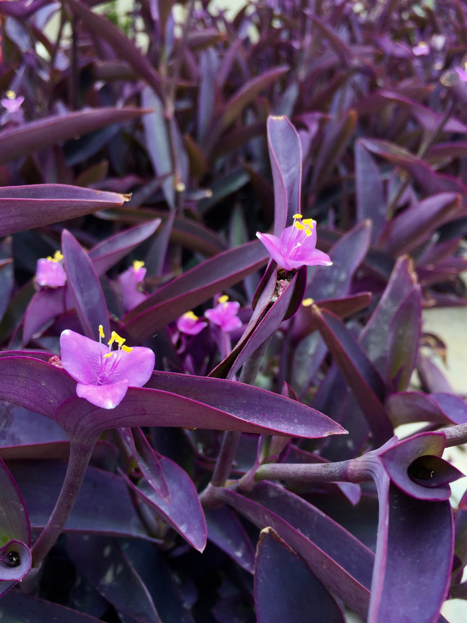 首先,让我们了解一下紫竹梅的生长环境.