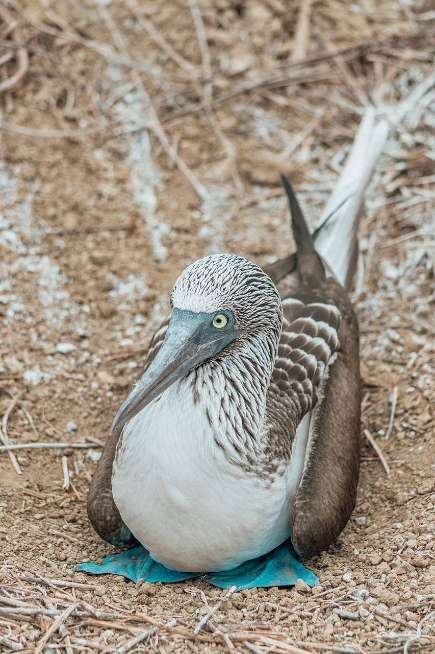 蒙古裸腹溞是一种生活在蒙古地区的特殊无尾蛙类动物,以其裸露的皮肤