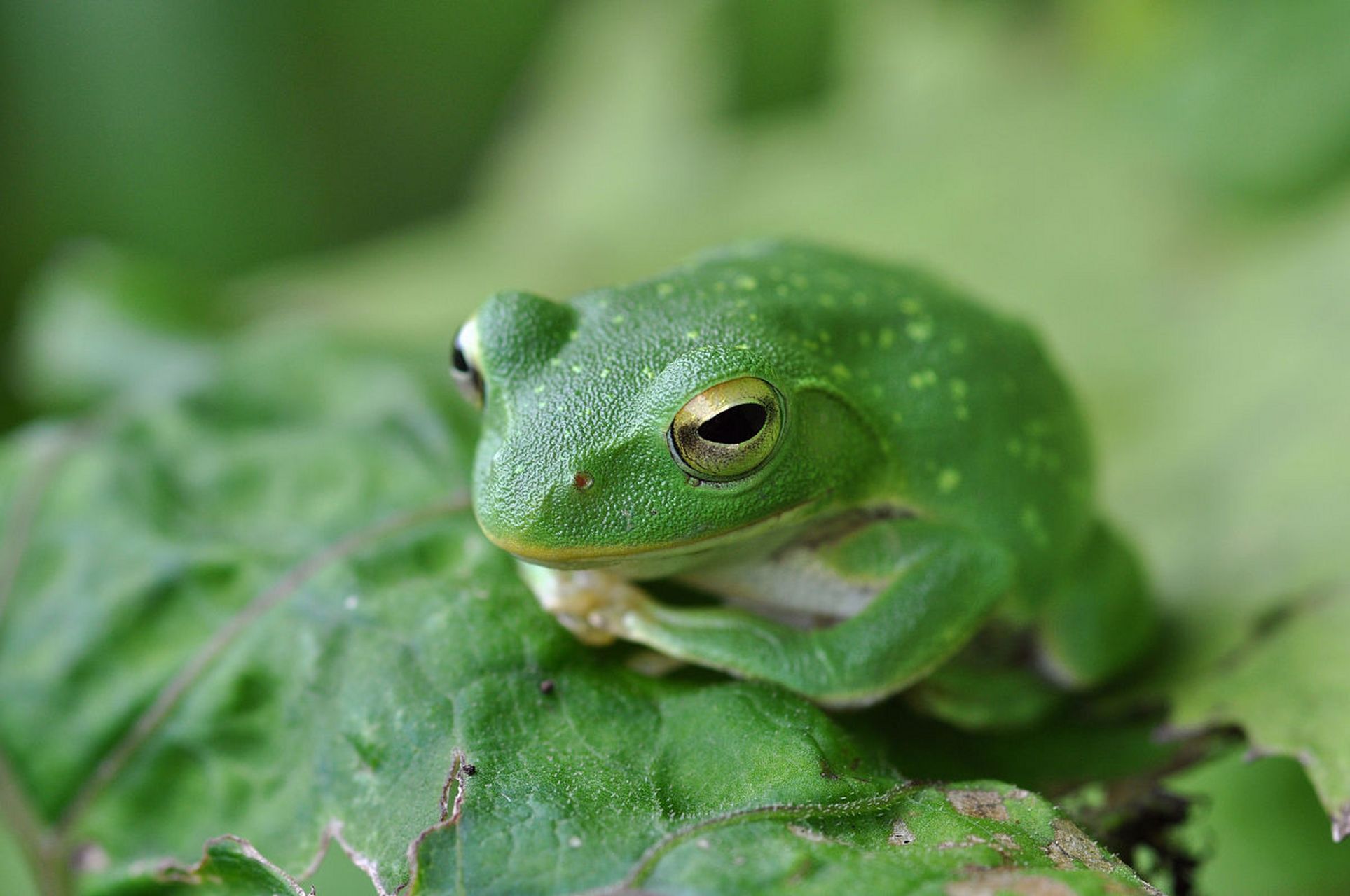 世界上最毒的五种蛤蟆通常指的是有毒的树蛙或蟾蜍.