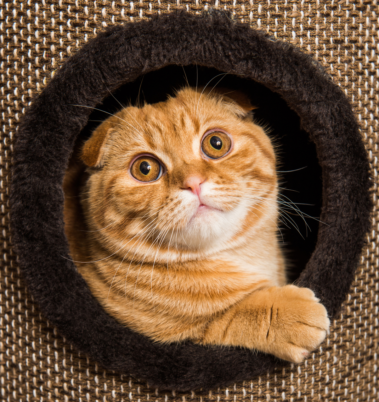 苏格兰折耳猫是一种受欢迎的猫咪品种,其独特的外貌和友好的性格使