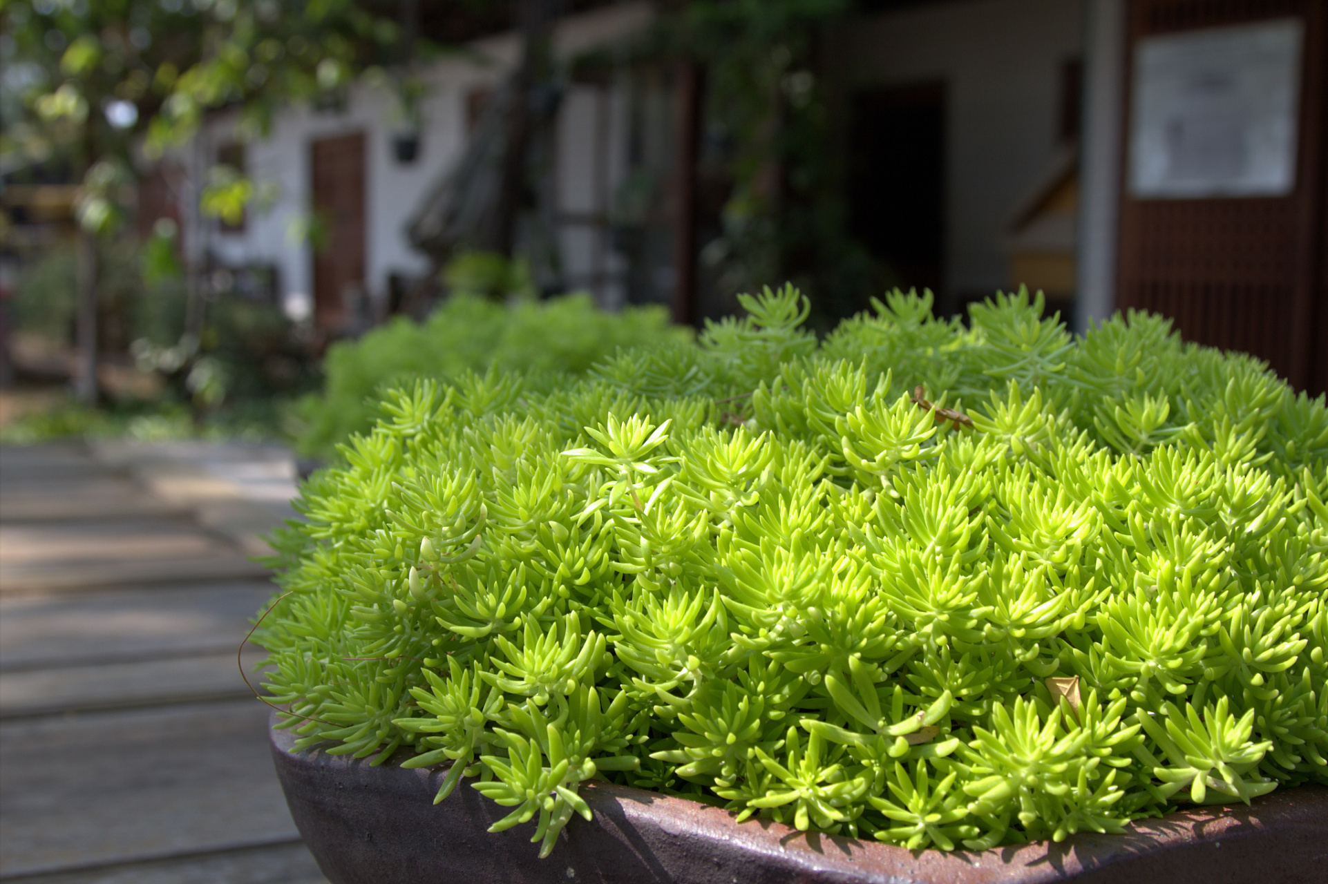 97要成功养护黄金万年草,首先要了解其生长习性和所需环境.