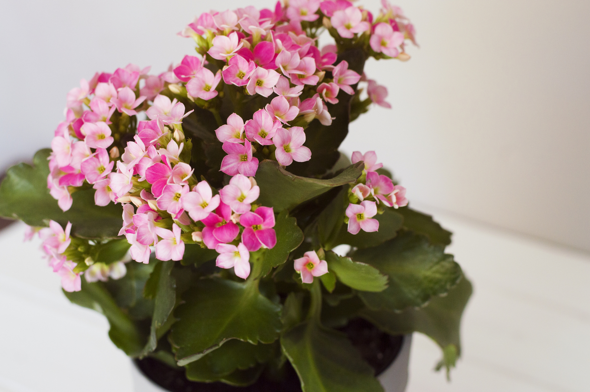 长寿花,是一种常见的多年生肉质草本,也被称为圣诞伽蓝菜,圣诞长寿花