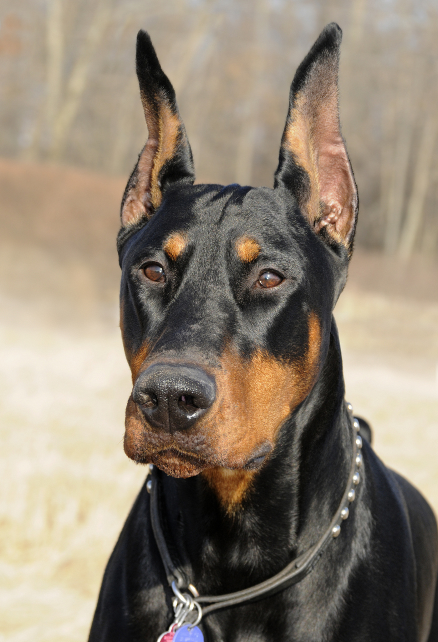 知识创作挑战赛# 德系杜宾和美系杜宾的区别主要体现在以下几个方面