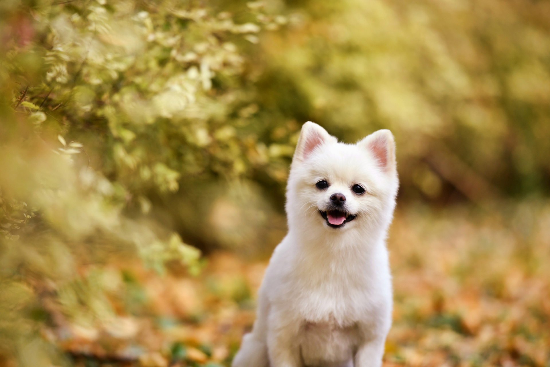 摘要:本文从历史,行为,训练和医学四个角度分析了狗咬人的可能原因,并