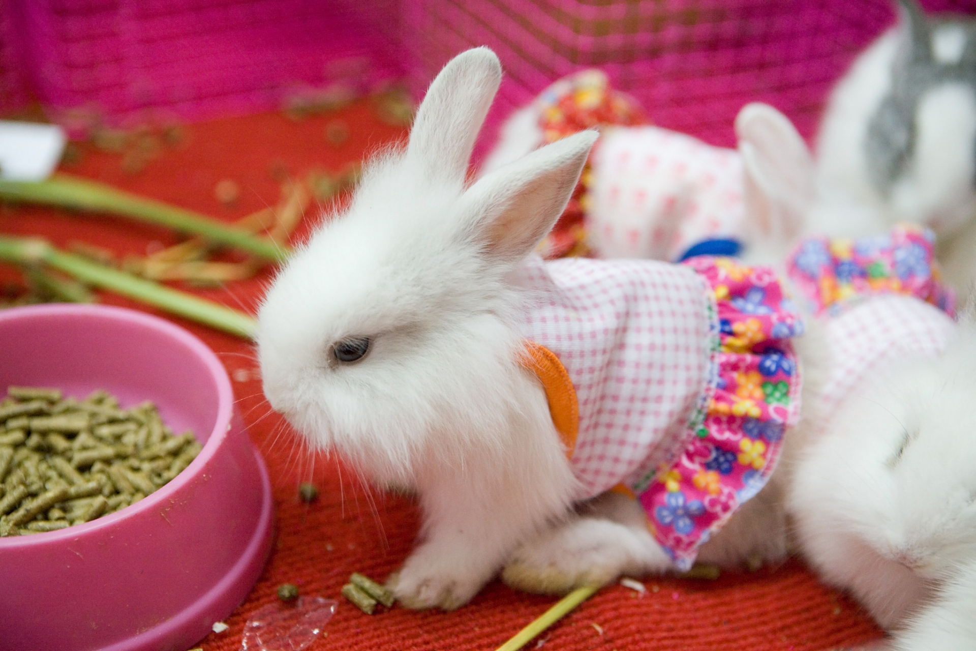 对于这只小小的生命来说,周围的一切都是全新的,充满了未知.