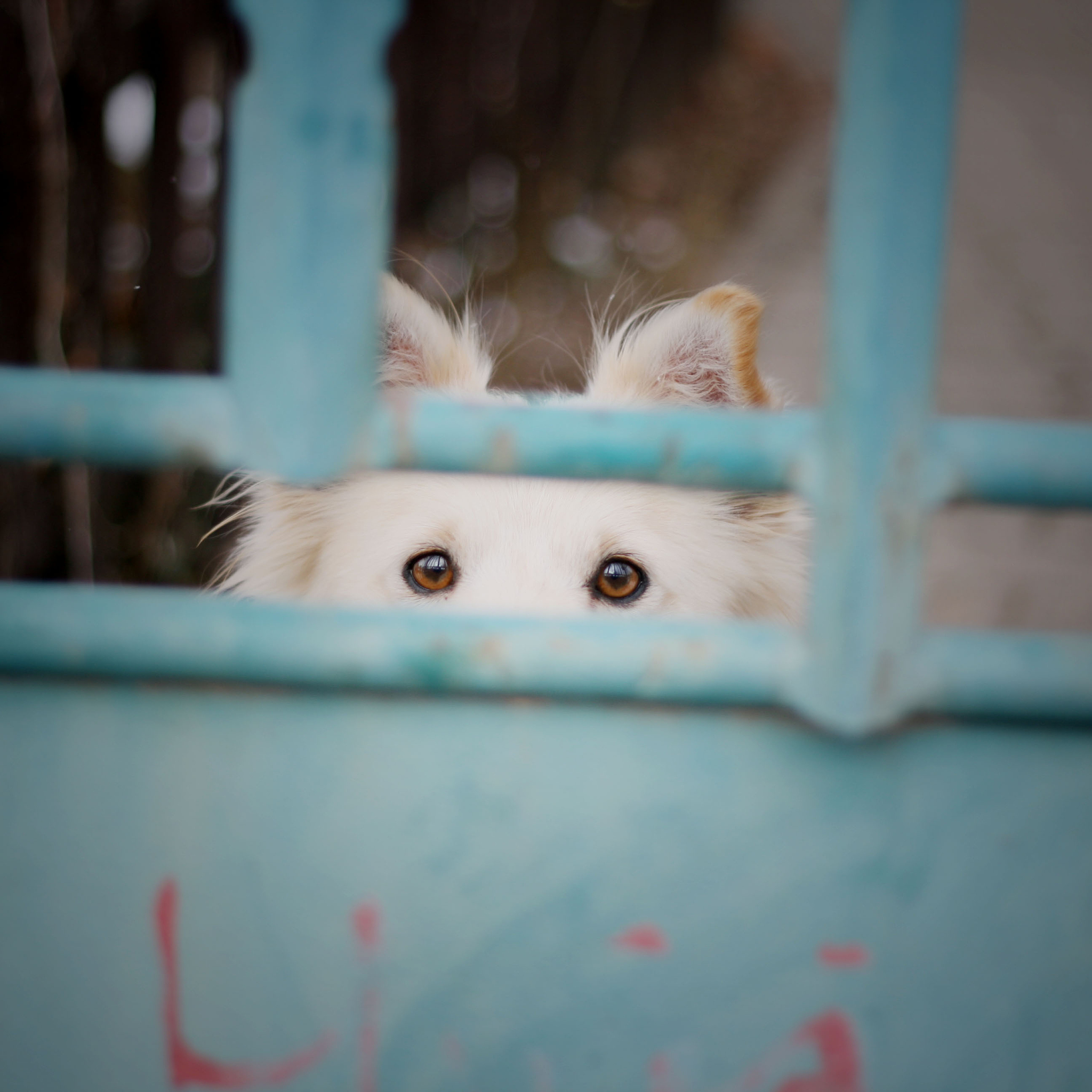 深夜的寂静中,主人的哭泣声被一只小猫咪捕捉到,它竟然暖心递上纸巾