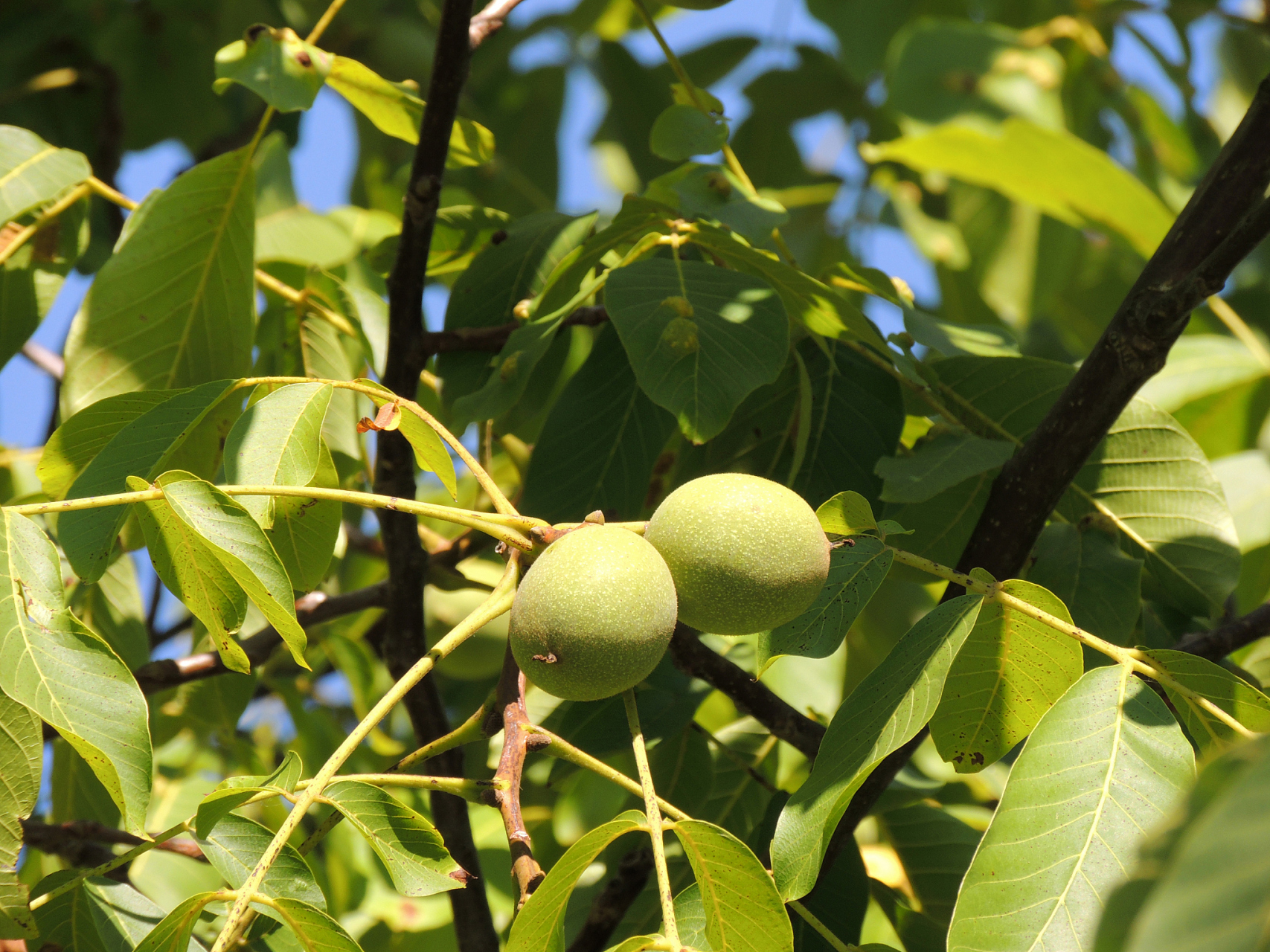 核桃黑斑病的防治方法  核桃黑斑病是一种常见的核桃病害,主要危害