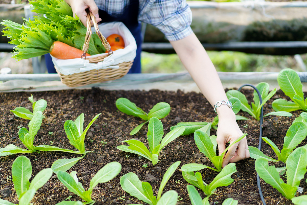 使用空的油桶怎样种菜?