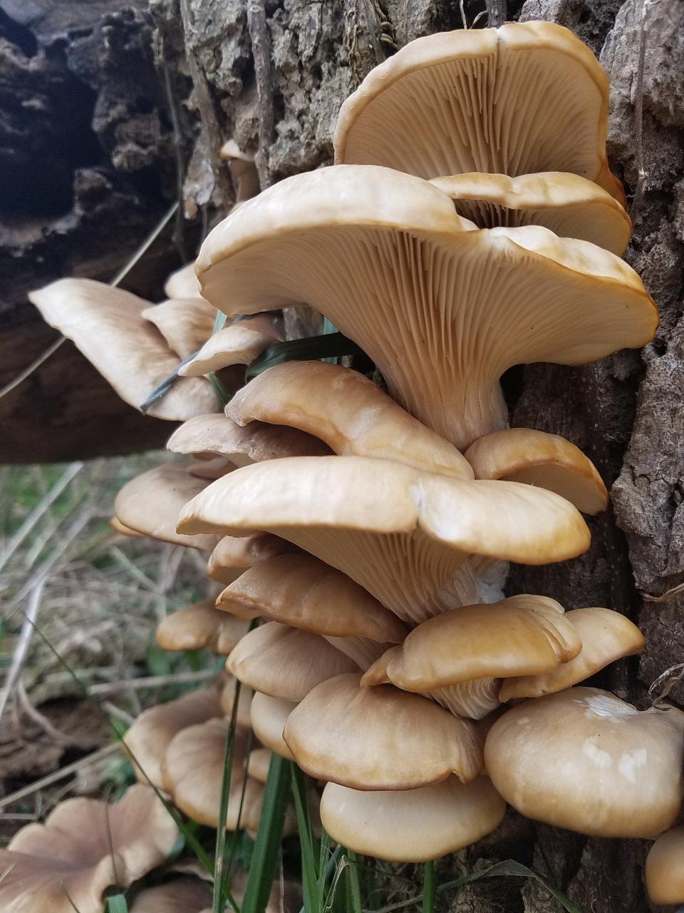 云南猴子生啃见手青#,哈哈哈,笑死,当真是云南蘑菇野生菌之省啊,连