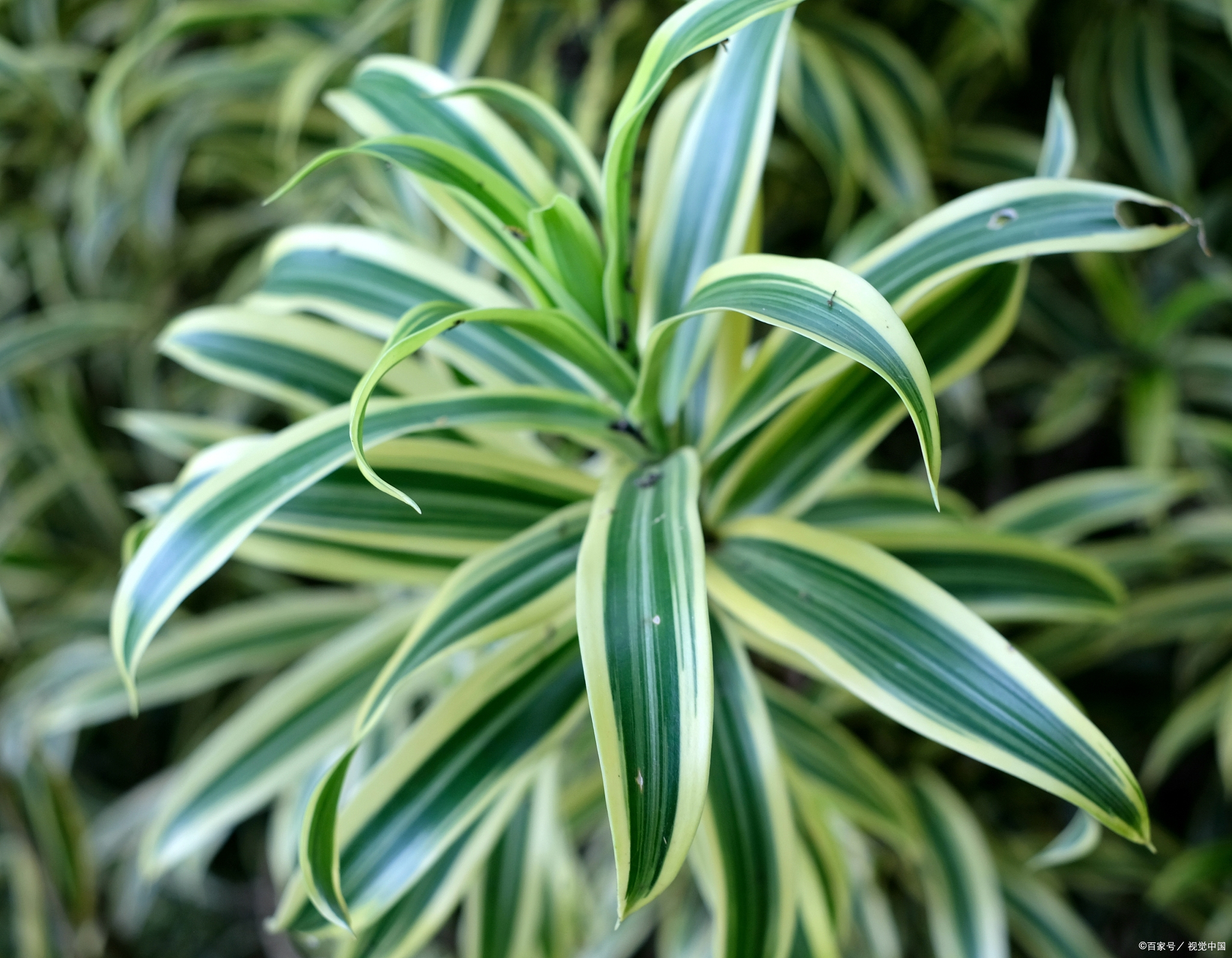 99 金边吊兰:绿意中的金色闪耀这小家伙,叶子宽宽线形,边缘镶着金边