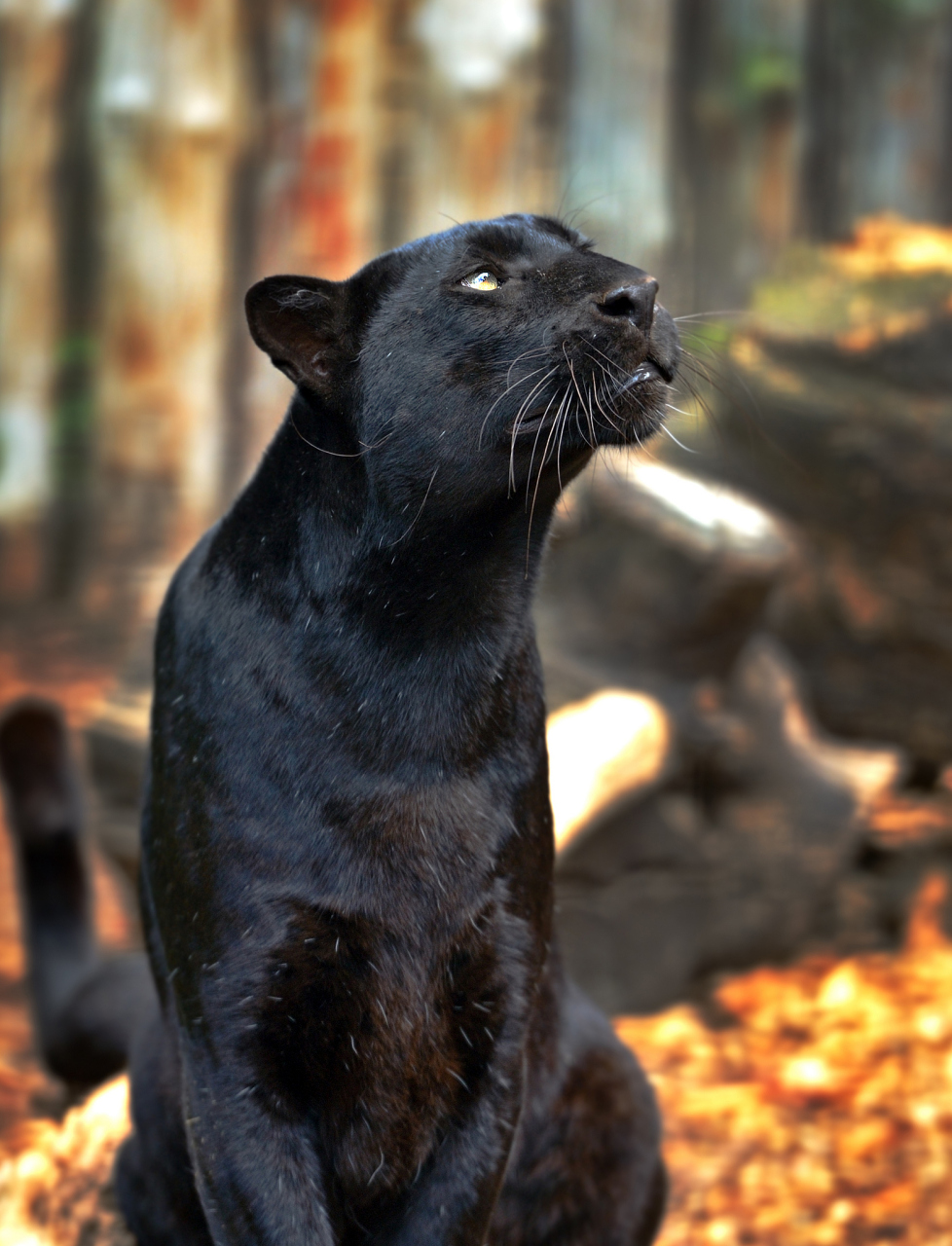 非洲黑豹是极难寻找的神秘生物,但它的黑化现象却是一种有代价的超