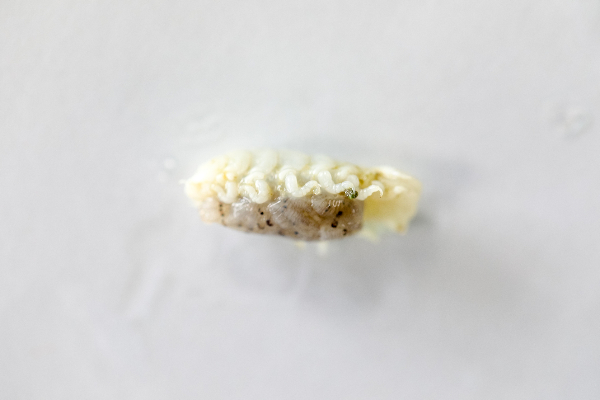 大米里的虫子从哪里来# 大米里的虫子学名为米象,常在谷物中被发现