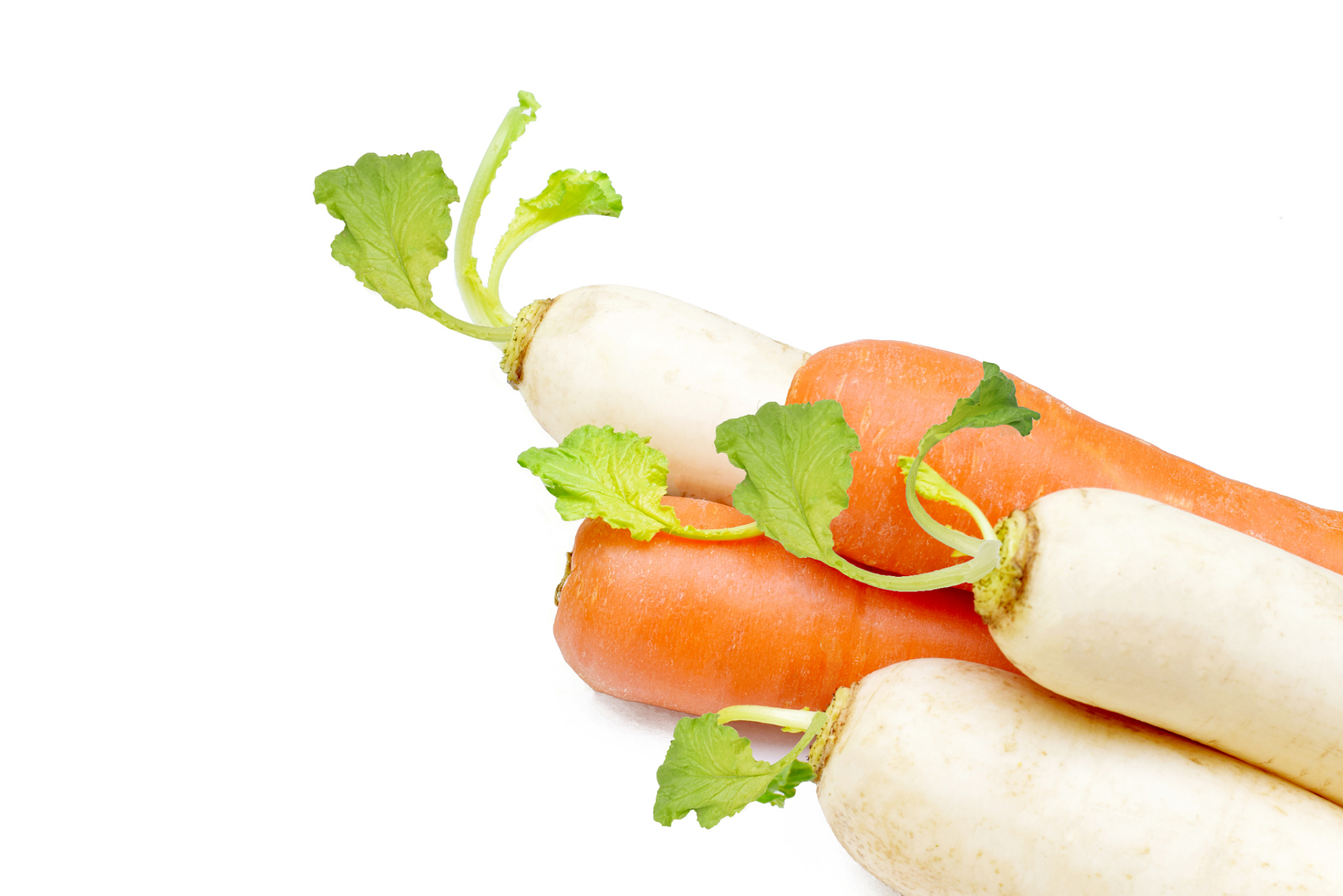 许多人喜欢把胡萝卜和白萝卜切成块或丝,做成红白相间的小菜.