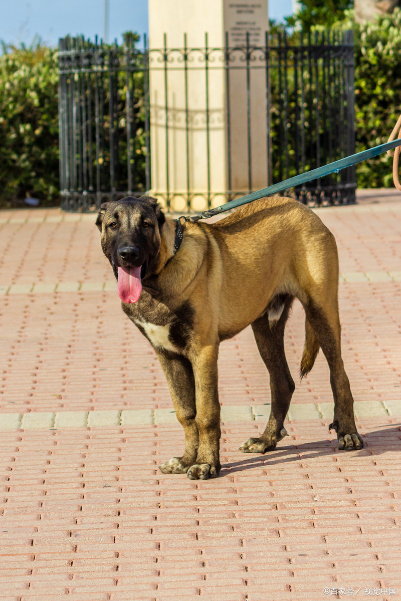 比特犬为什么见狗就咬