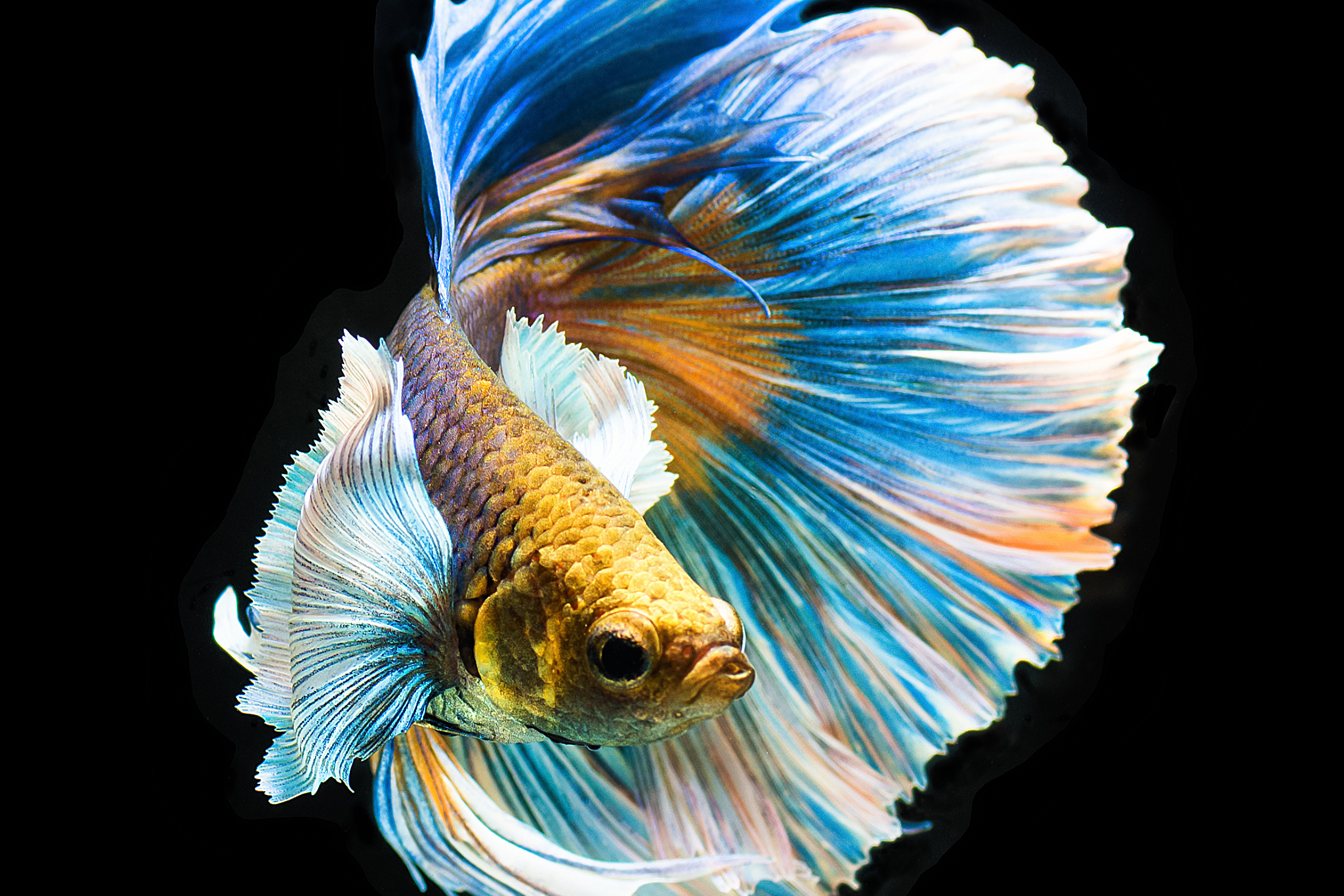 养斗鱼并不简单!要注意水温,空间.@三十看看的动态