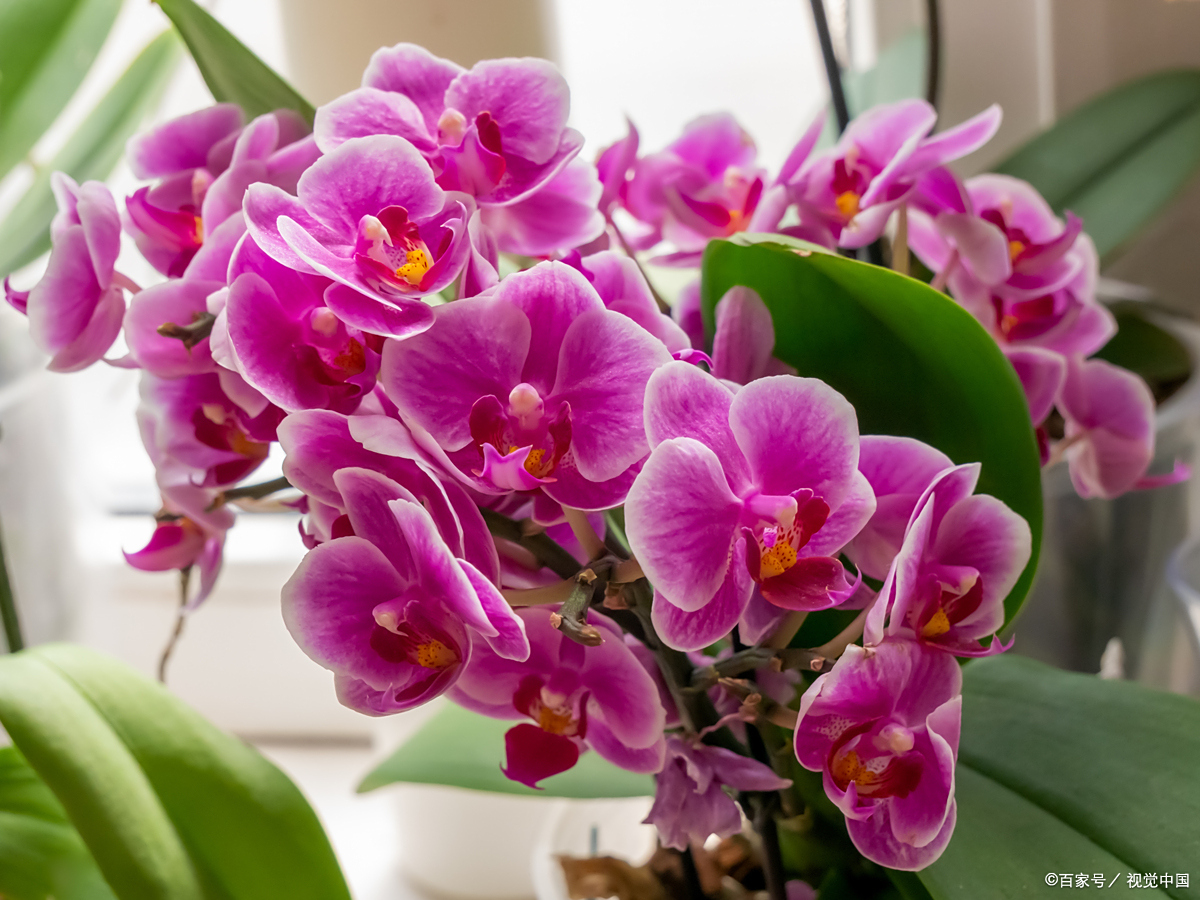 是兰科蝴蝶兰属植物,因其花朵形似蝴蝶而得名,被