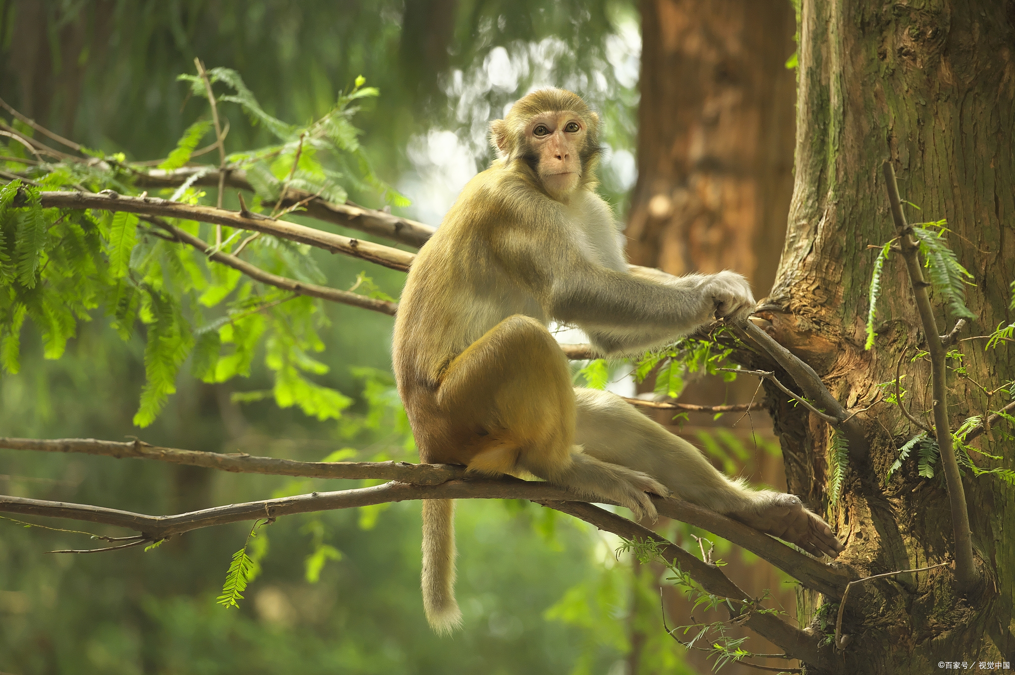 疾病控制与预防中心的预警显示,一些猴子可能携带对人类致命的b病毒