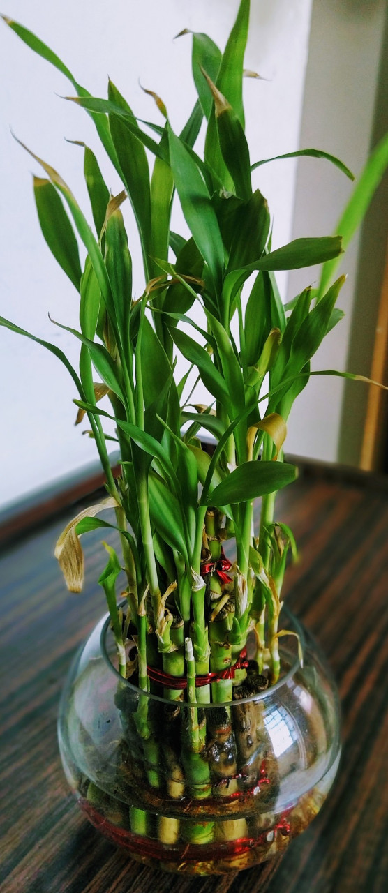 转运竹是一种优雅的室内观叶植物,有光滑的绿色茎干和翠绿的叶片,有多
