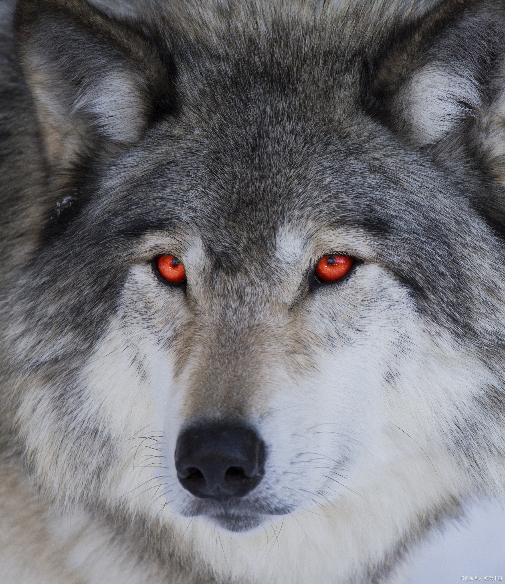 "与狼共舞",你学会了吗?