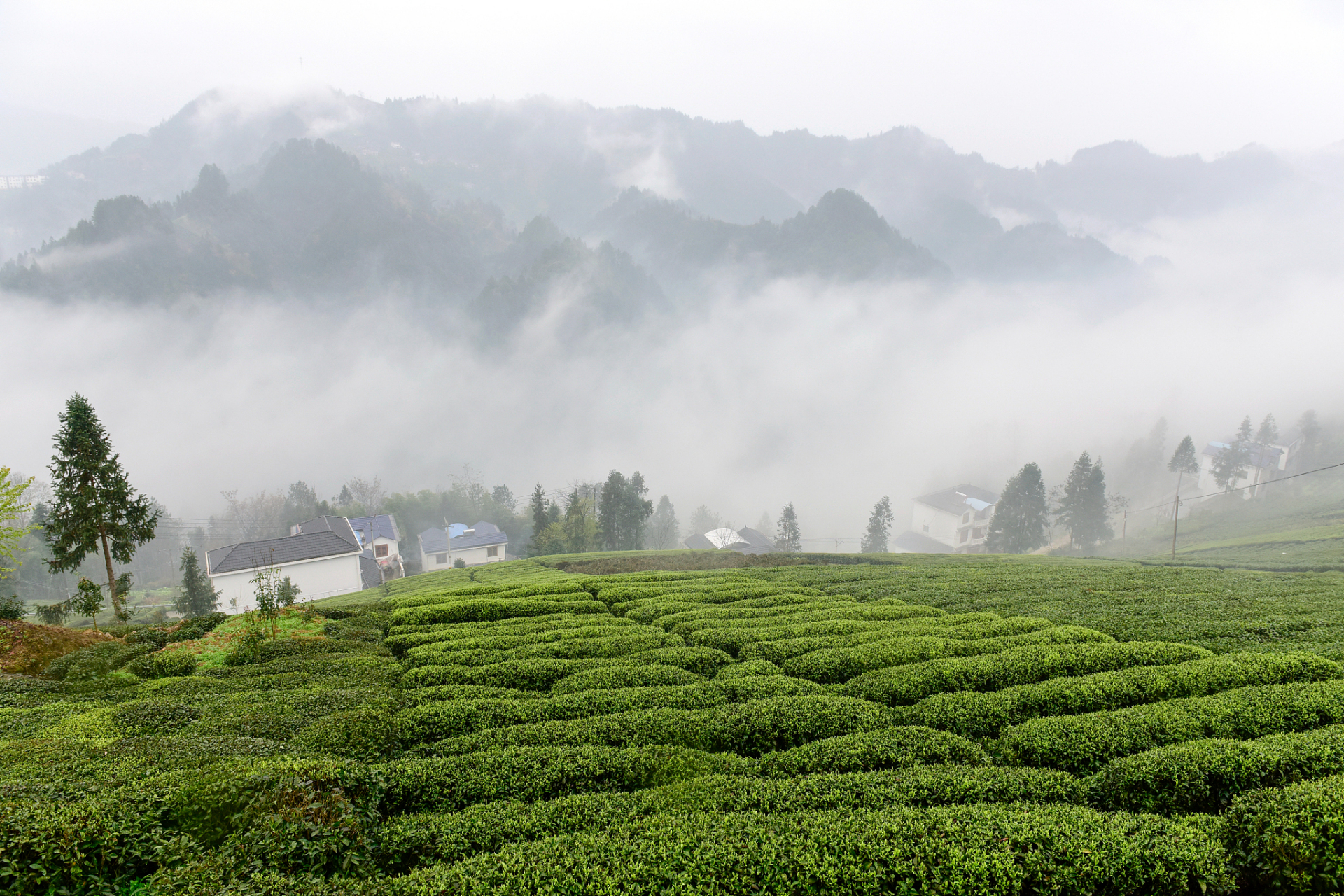 英山云雾茶图片