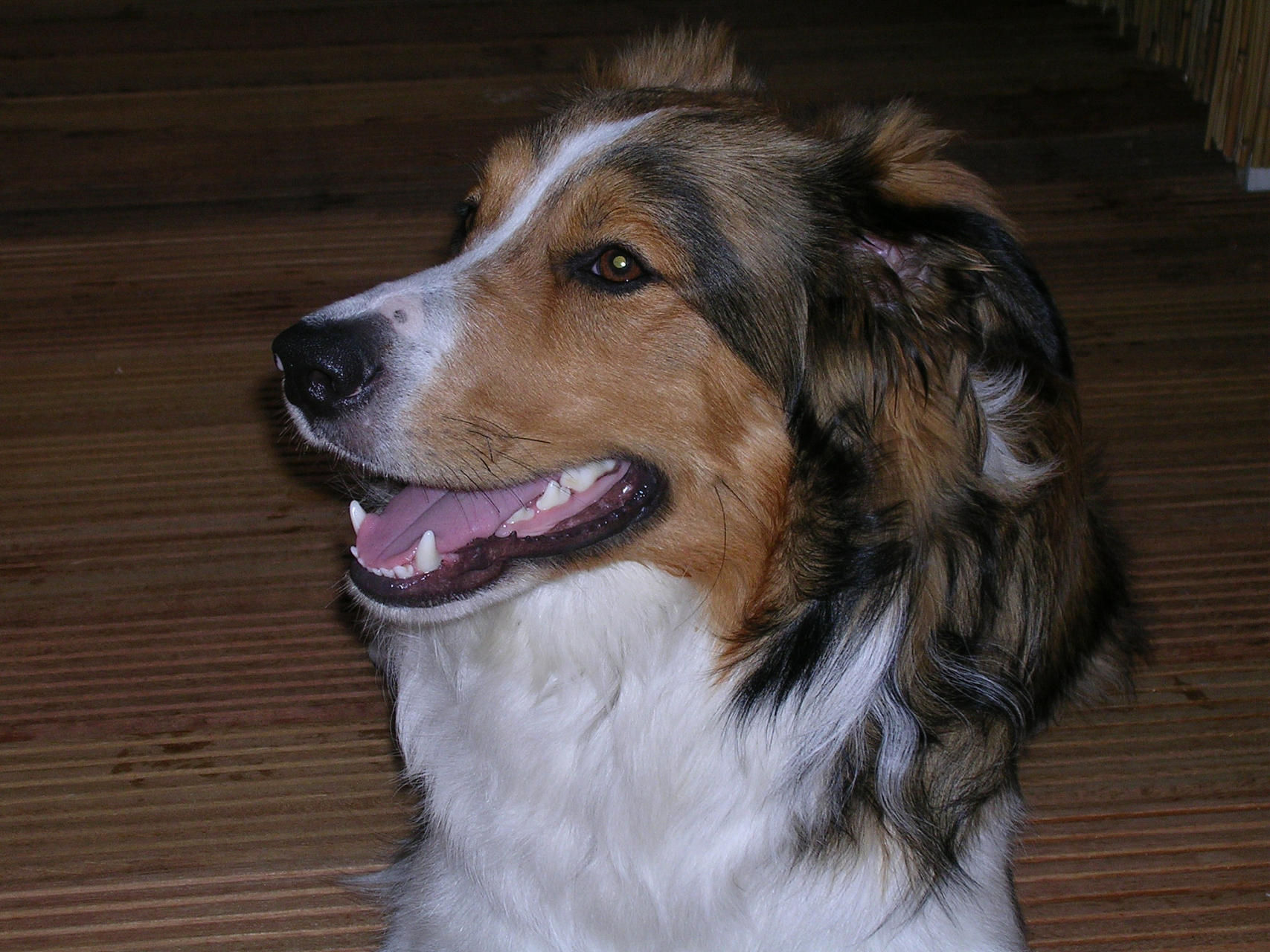 狗狗的胡须简直是超感神器!