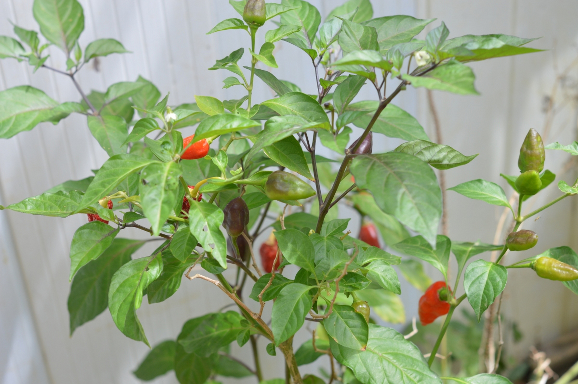 在第一年,辣椒树会长出茂密的枝叶和丰富的果实.