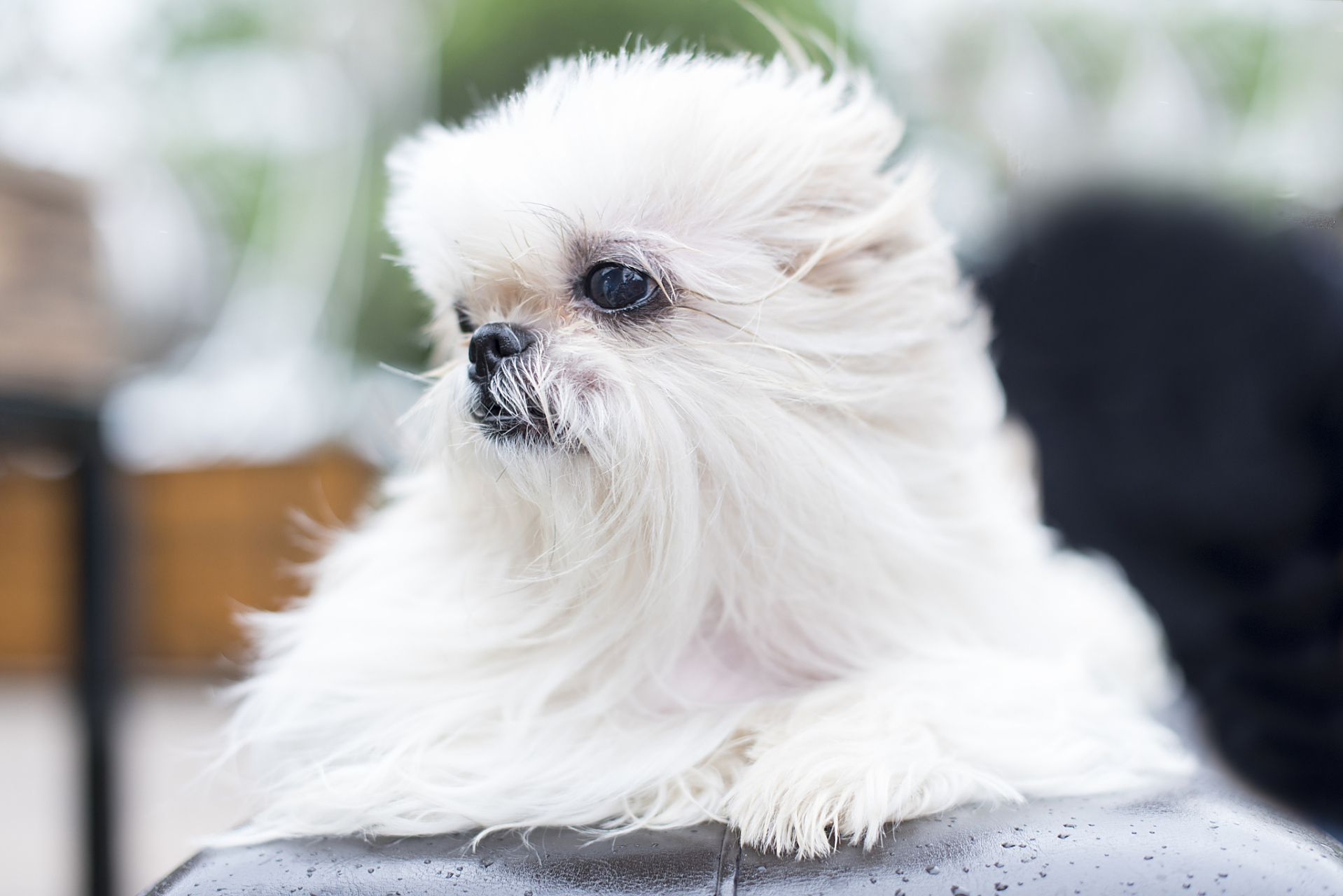马尔济斯犬(maltese)是一种受欢迎的小型宠物犬品种,起源于地中海地区