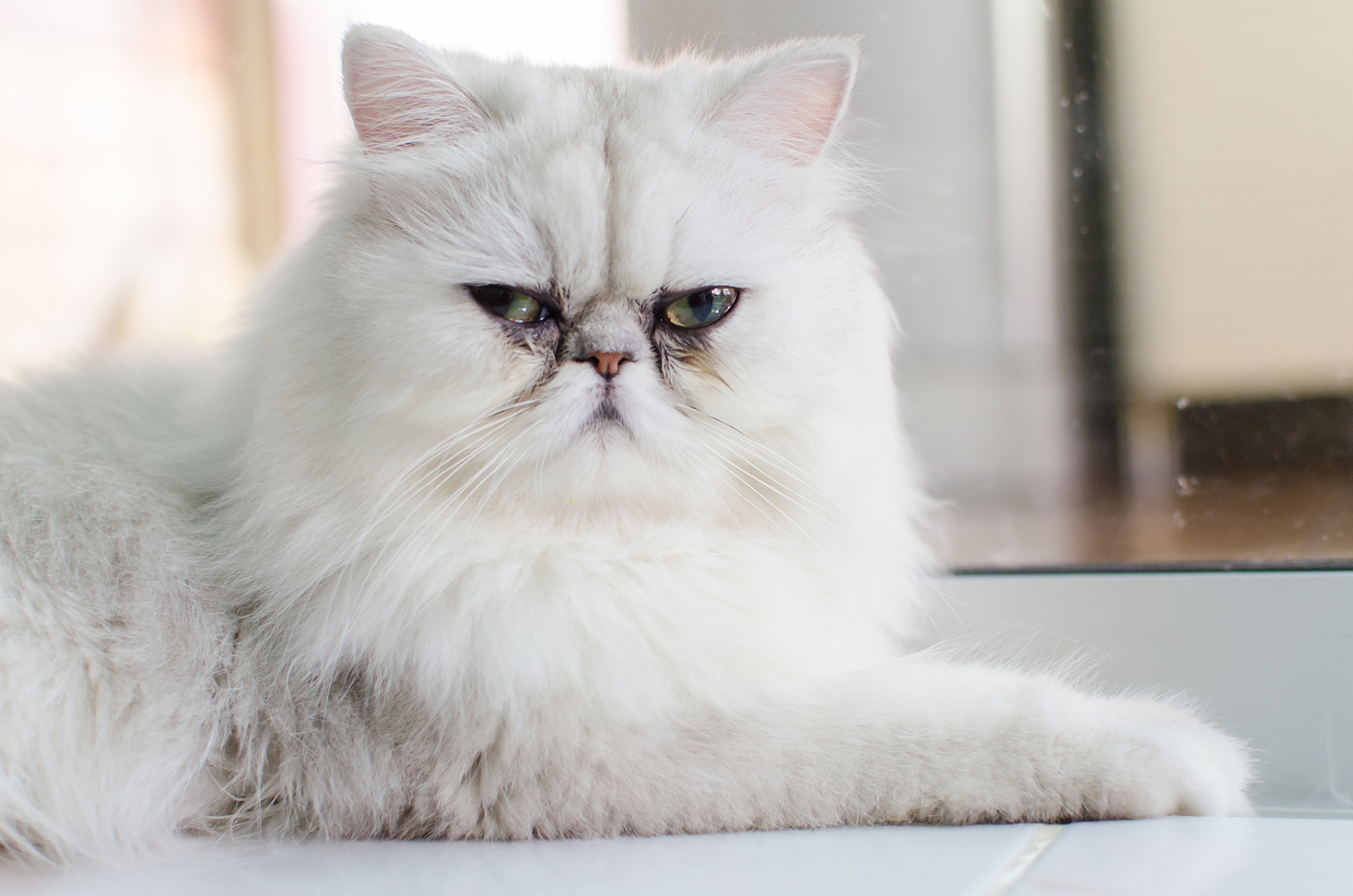 狮子猫,优雅的白色长毛精灵,源自土耳其安哥拉猫,经杂交孕育而成.