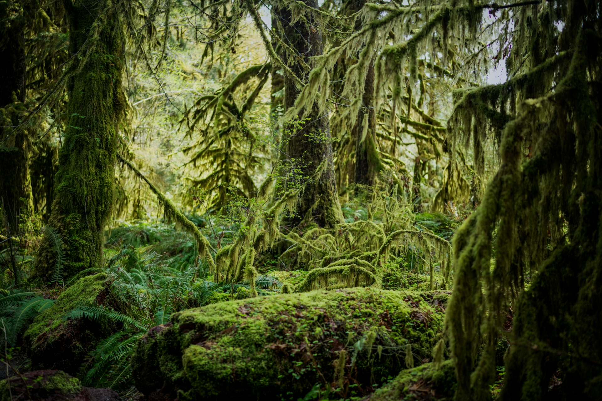 亚马逊雨林被广泛认为是位于巴西境内,但你也许不知道,它实际上并不
