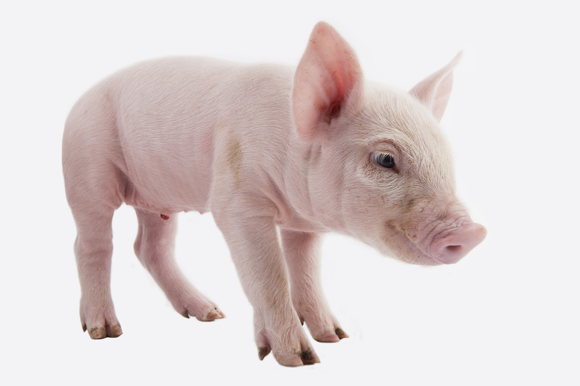 十二生肖今日生肖猪运势(生肖猪今曰运势)