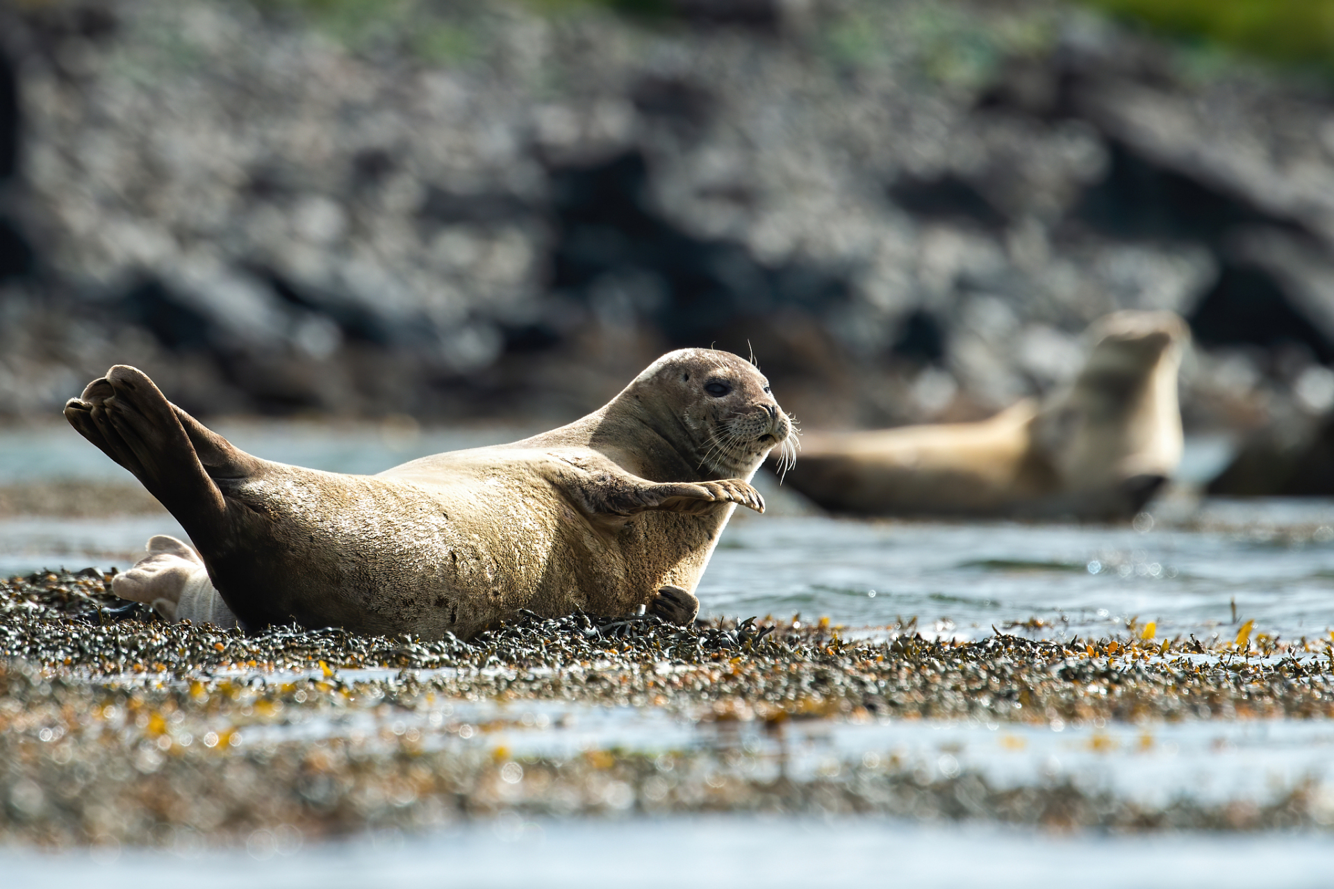 4月2日,在山东烟台长岛海域,中国国家一级保护动物斑海豹在礁石上