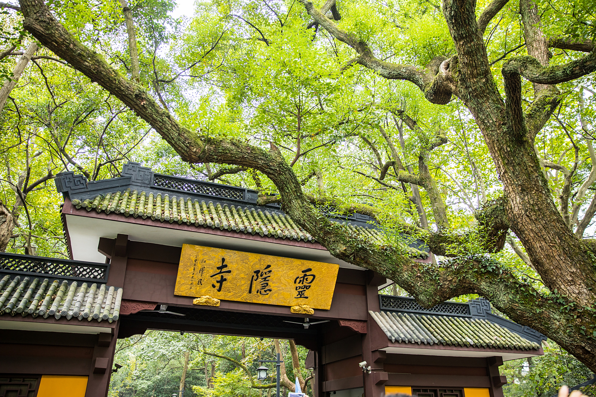 探访灵隐寺:千年古刹的禅意之旅  在我心中的远方,有一片净土,那里古