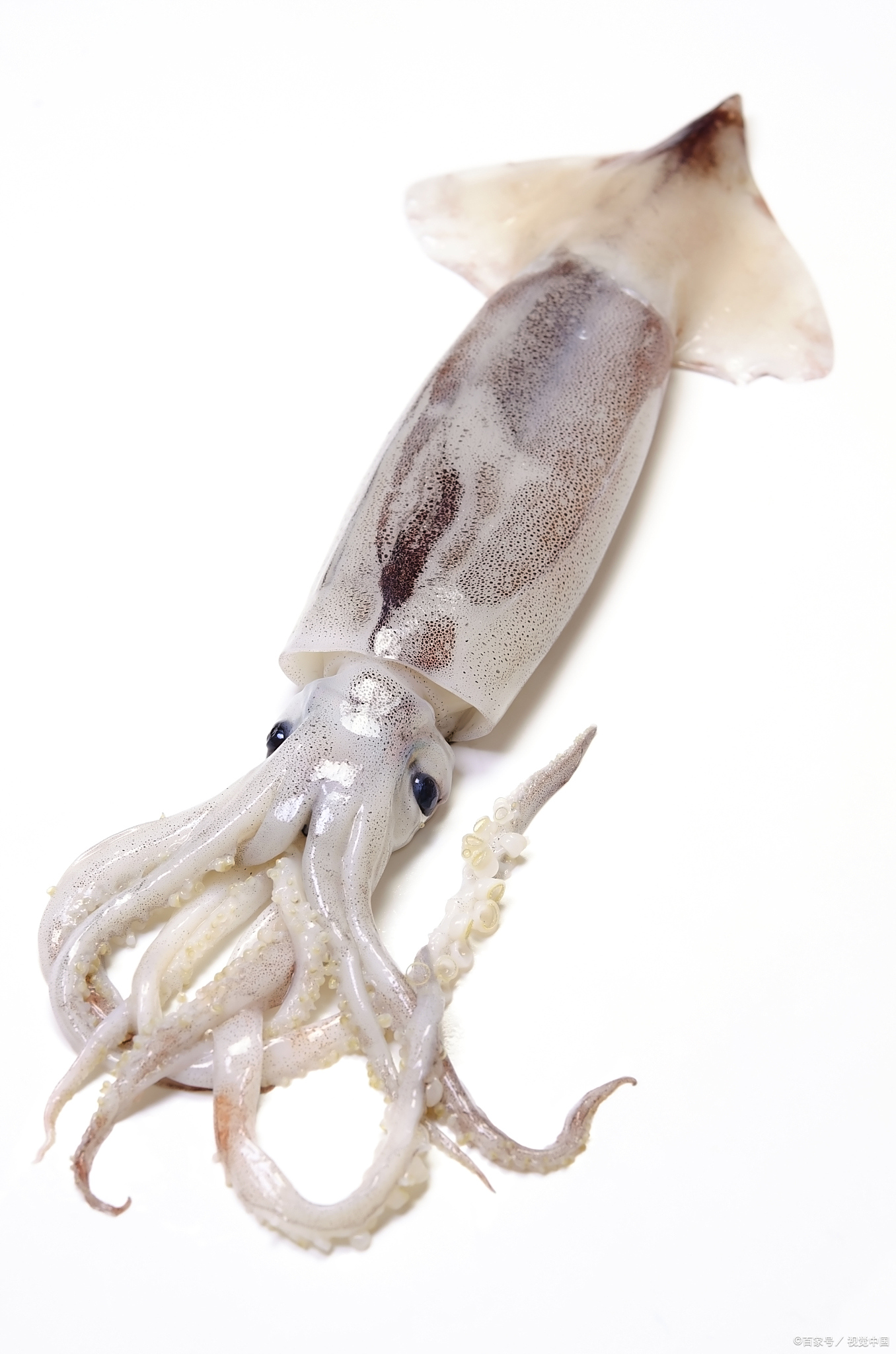 台中美食宝藏探秘:两天尽享鱿鱼,蚵仔煎与芋头的独特魅力  第一天