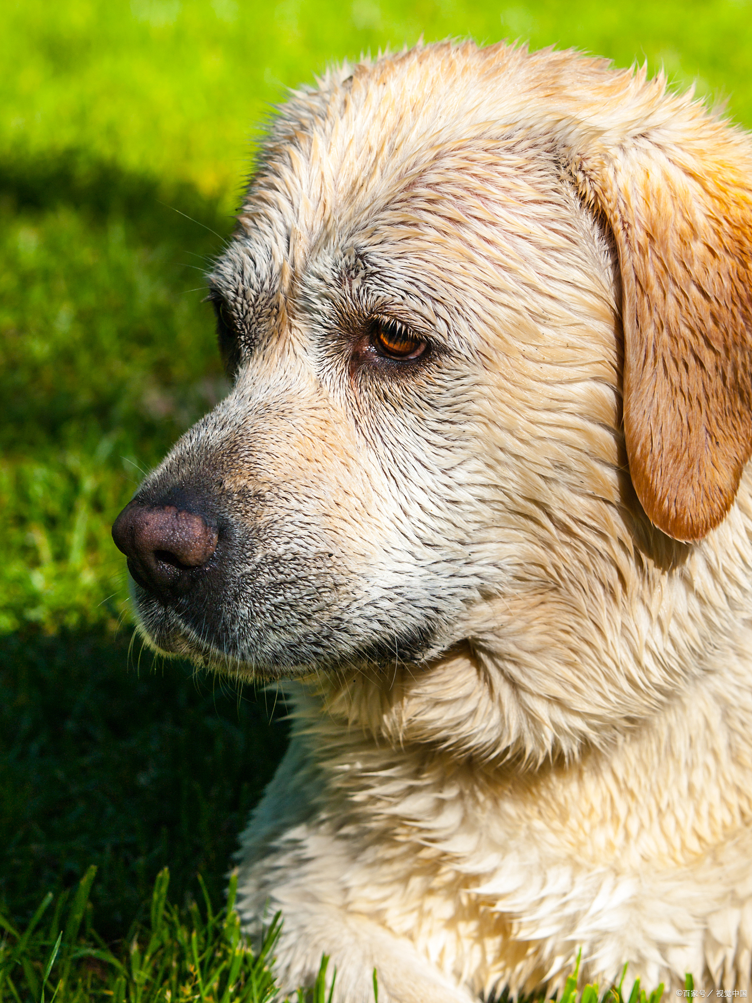 狗分离焦虑症怎么改正