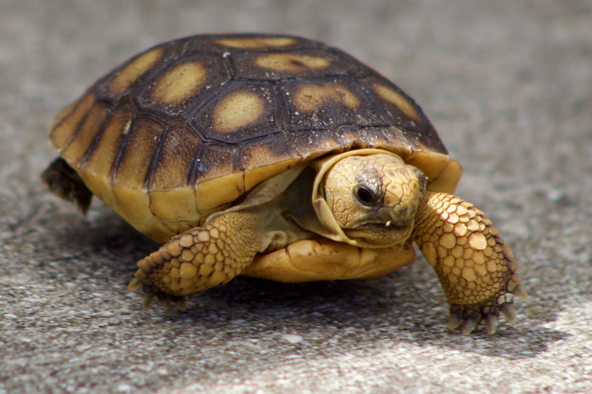 寓言故事:勇敢的兔子和懒惰的乌龟  寓意:这个寓言故事告诉我们,努力