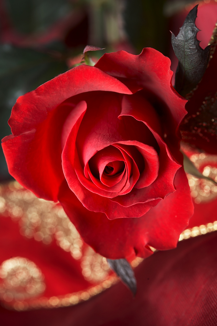 78在古老的希腊神话中,红玫瑰是由爱神阿佛洛狄忒的鲜血和爱神