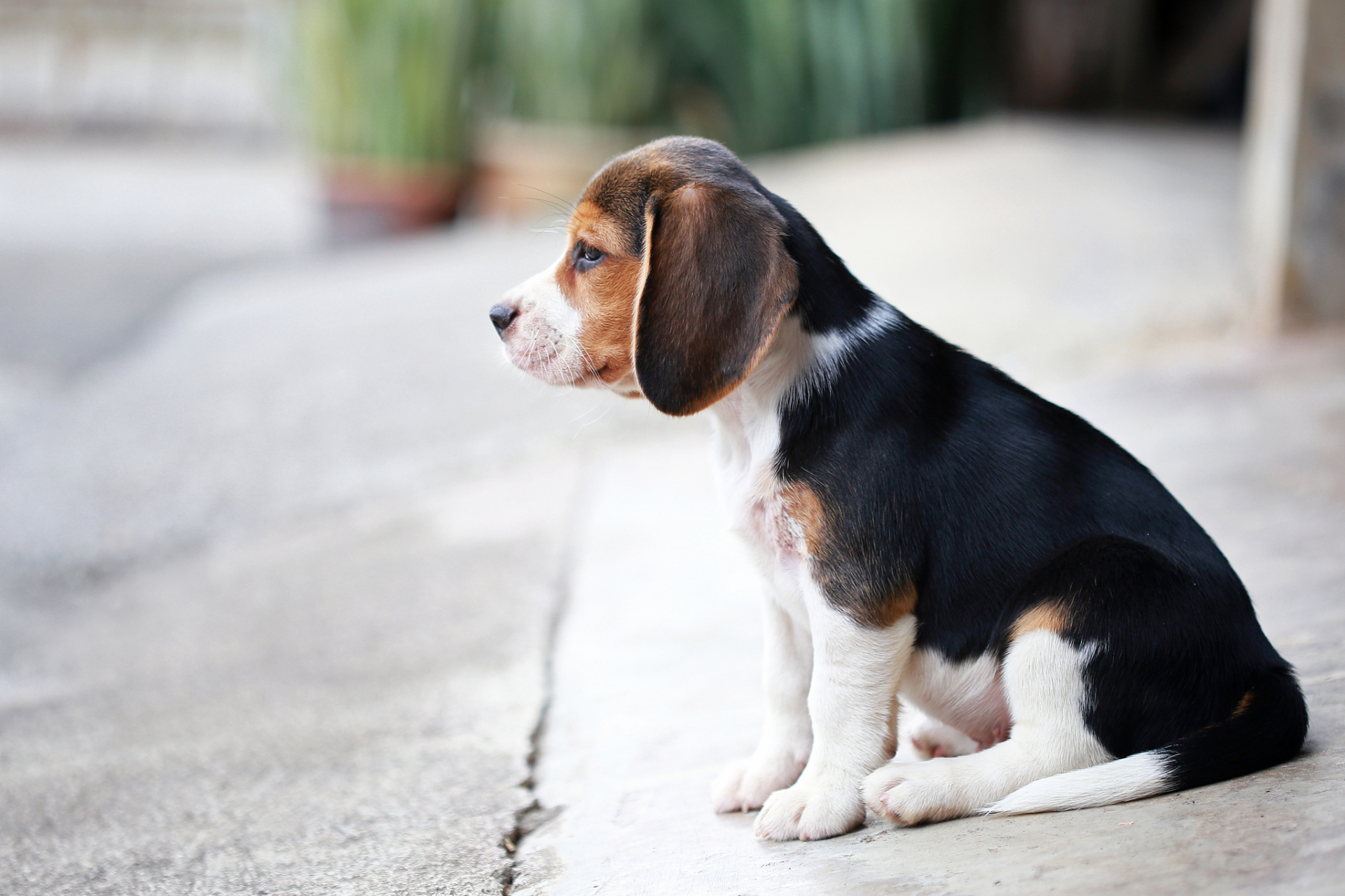 比格犬壁纸图片