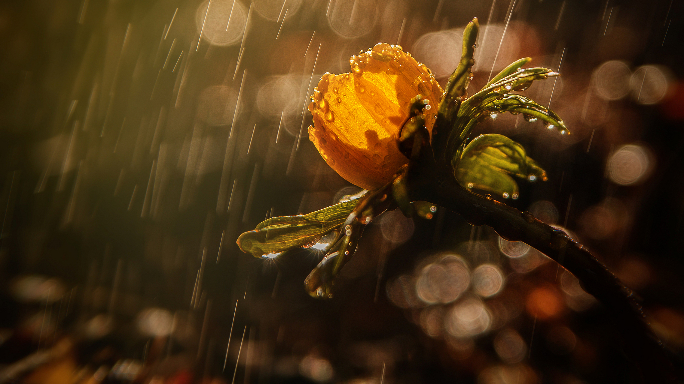 夜晚雨中花图片图片