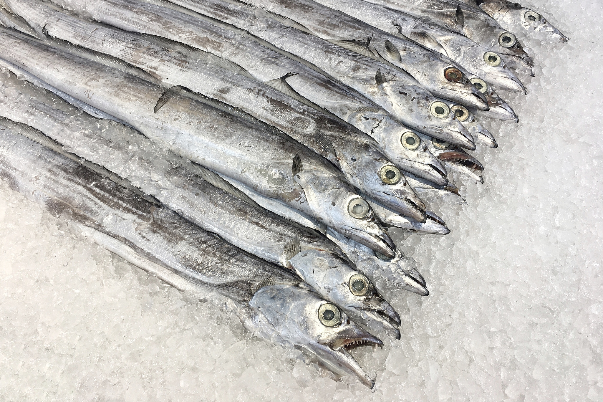 刀鱼和带鱼虽为相似鱼类,但存在明显差异