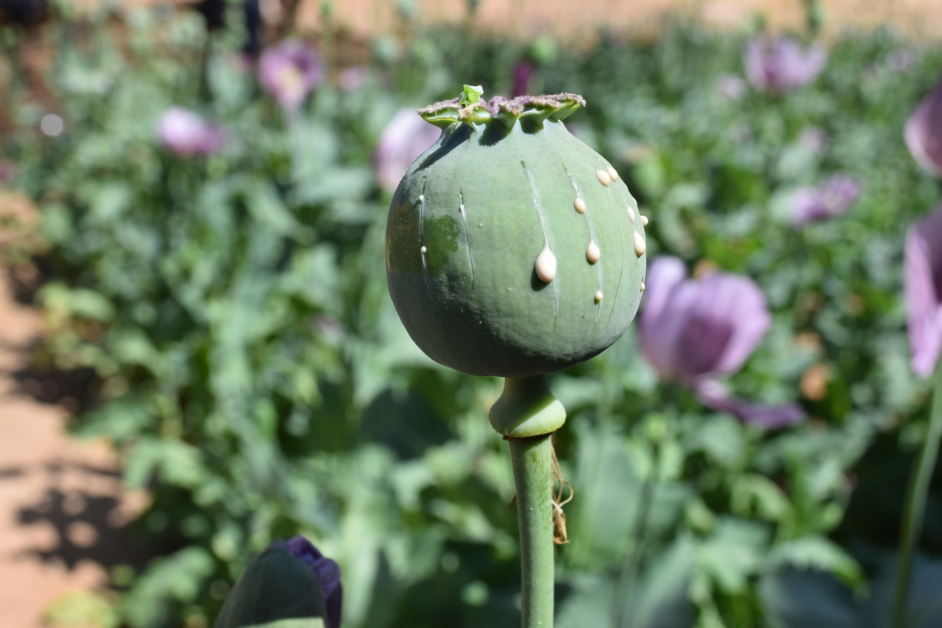 罂粟科植物花朵大而鲜艳,多数具有蒴果.
