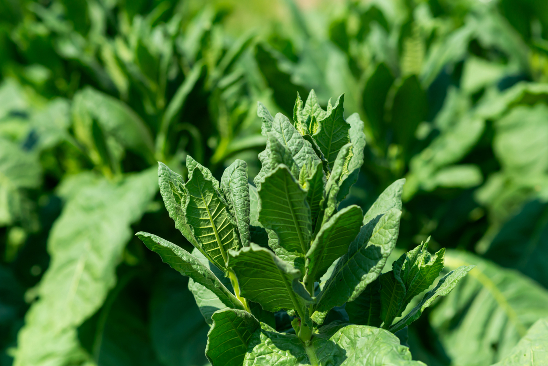 别忘了办理烟草专卖许可证!