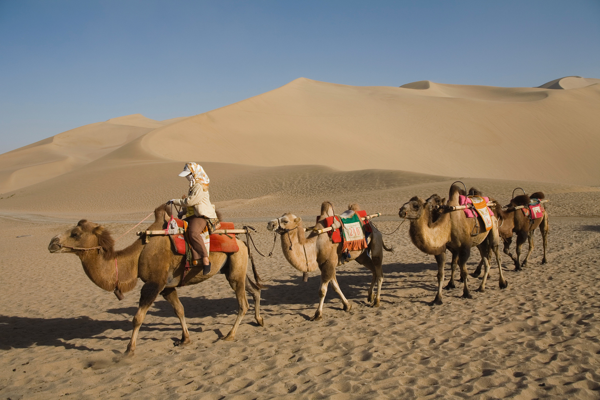 敦煌一景区千余骆驼罢工# 敦煌骆驼"罢工"背后的故事:游客爆满,骆驼