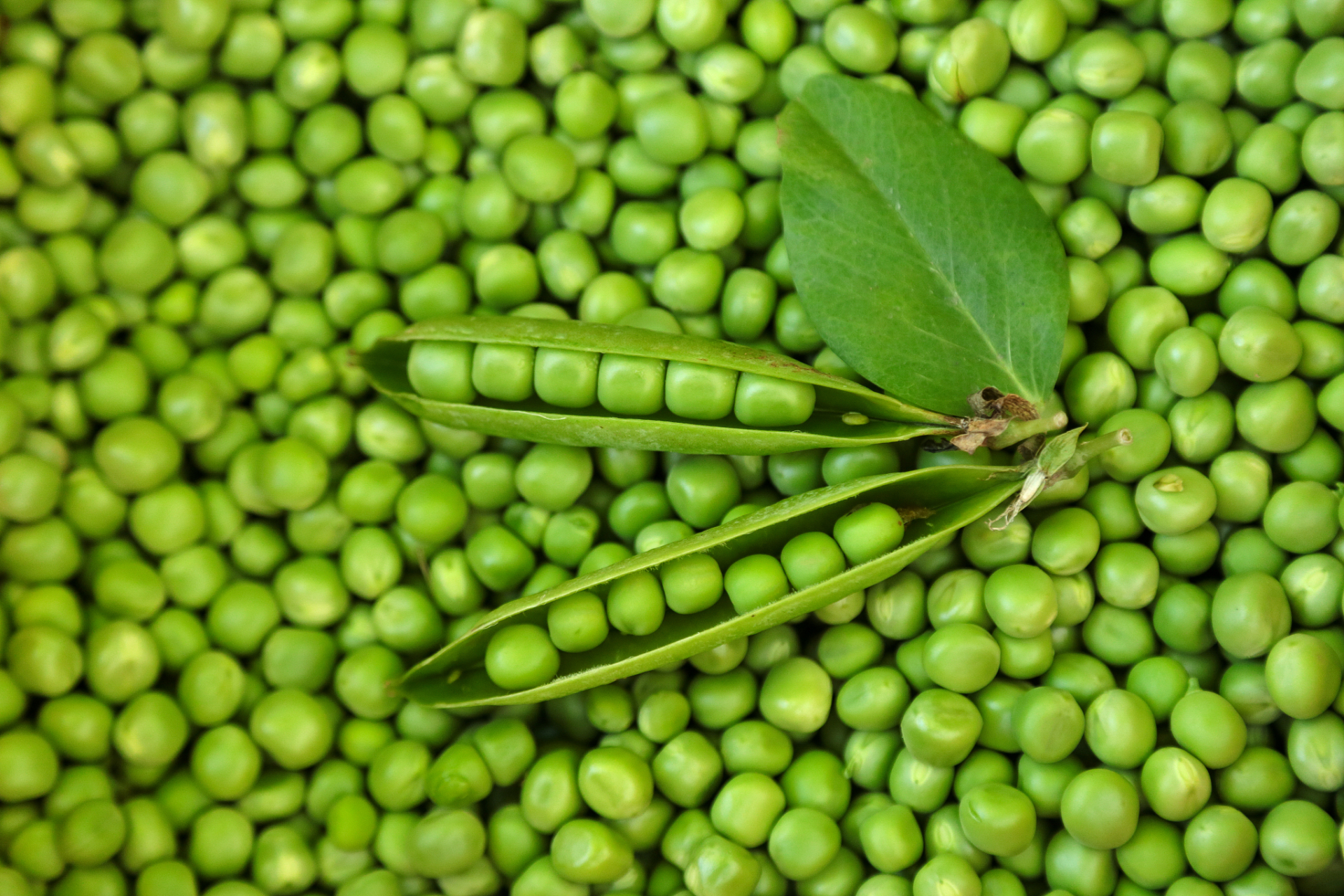 #巧吃豆子# 豆你喜欢吃吗?听说黄豆,豌豆,毛豆,白扁豆,赤小豆,豇豆都