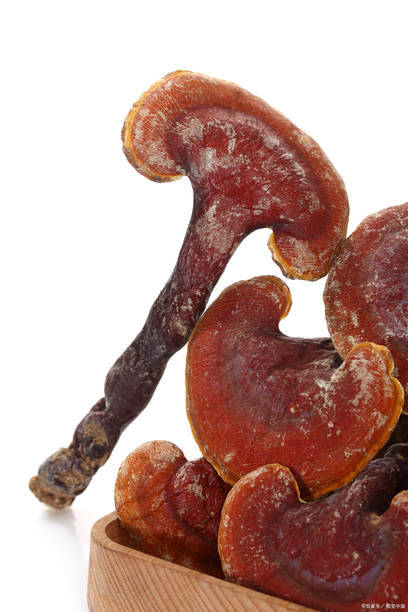 中草药宝典之灵芝