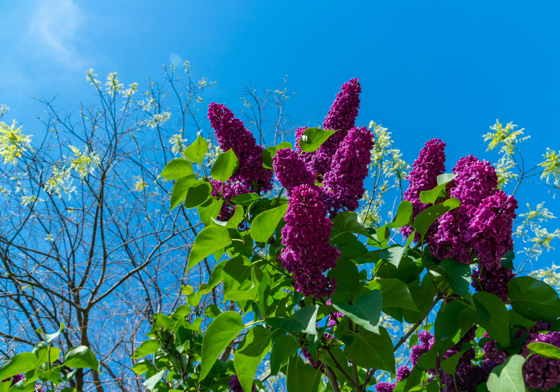 丁香花有毒吗图片