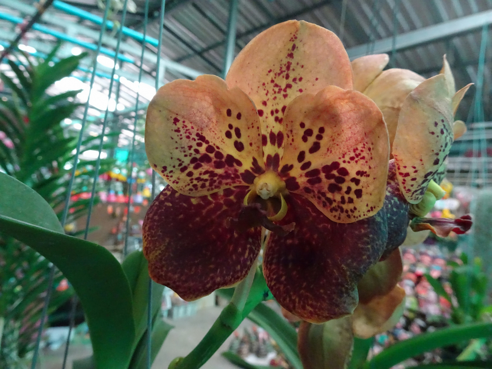 猴面小龙兰是一种小型附生兰,高度约30-40厘米,具有短小的匍匐茎和