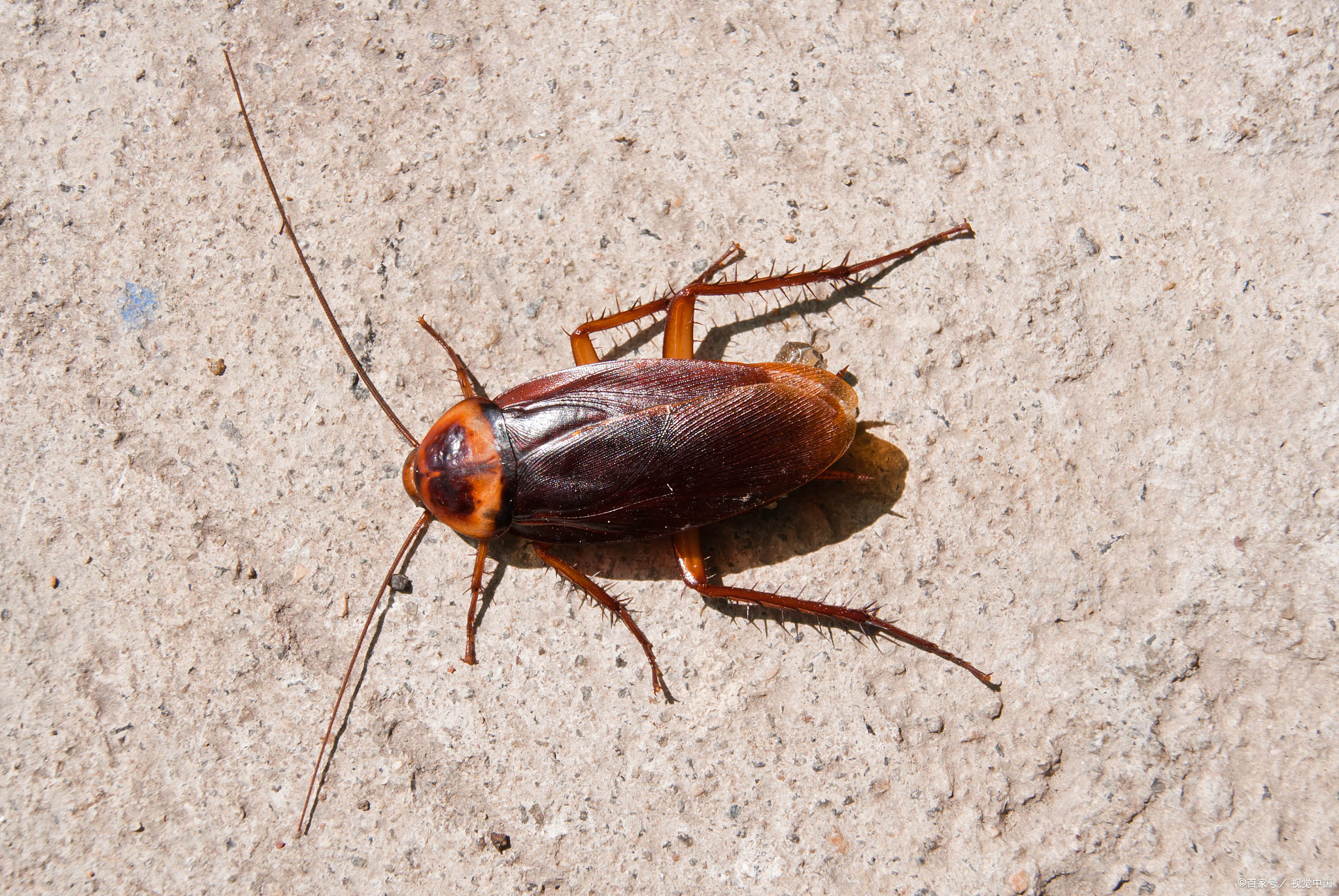 蟑螂偏好温暖潮湿且食物丰富的隐蔽环境,这些生存条件决定了它们的