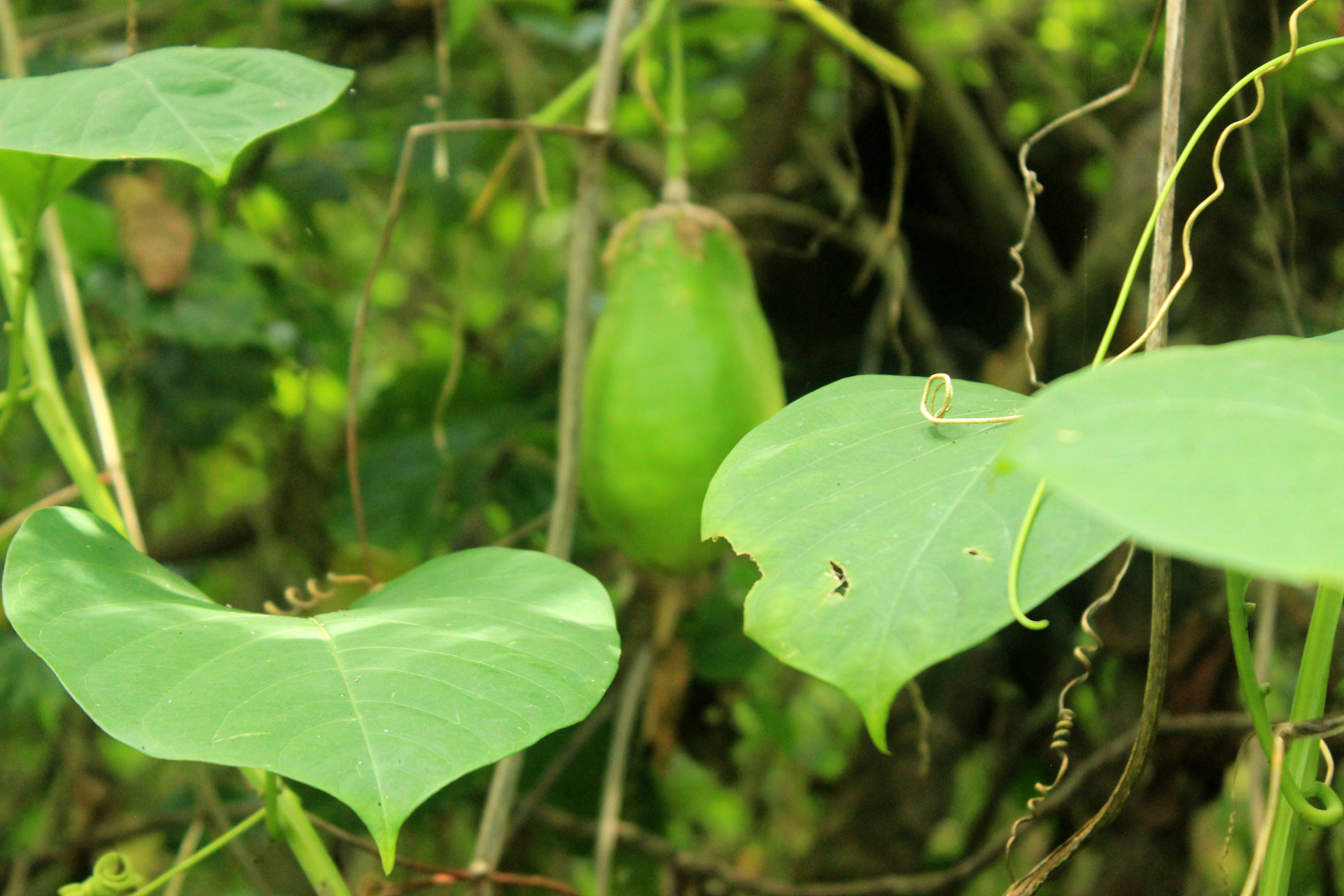 血虚生风,痰瘀阻络?夜交藤 这3味药,专治不自主颤抖!