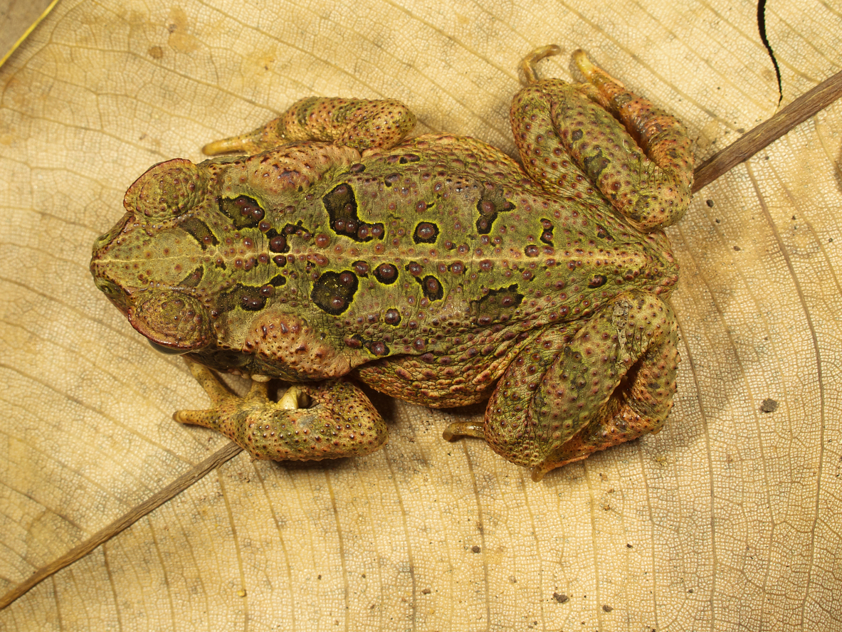 三农发布"报道,福建漳平市芦芝镇,村民陈美香养殖了几十万尾虎纹蛙苗